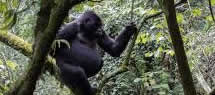 mountain-gorilla-rwanda